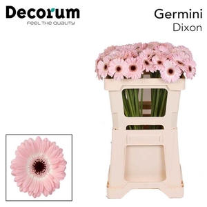 GE MI DIXON