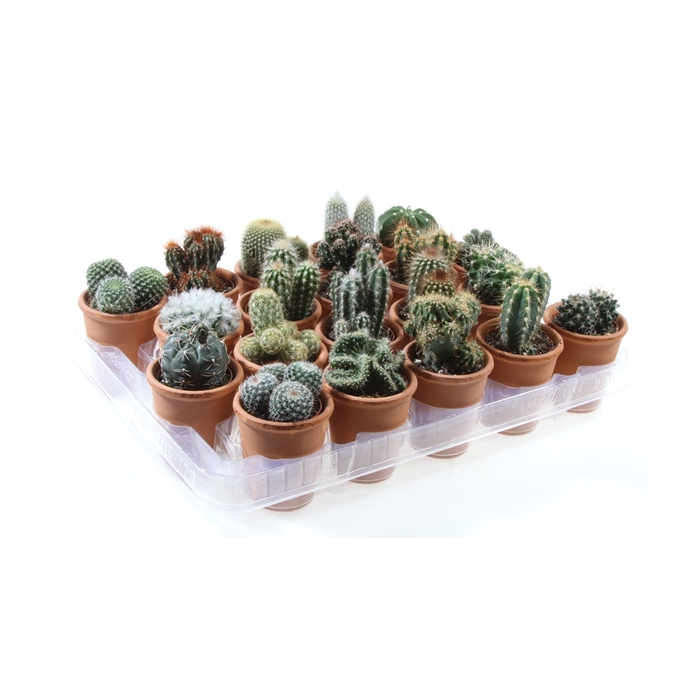 <h4>Cactus rozenpot</h4>