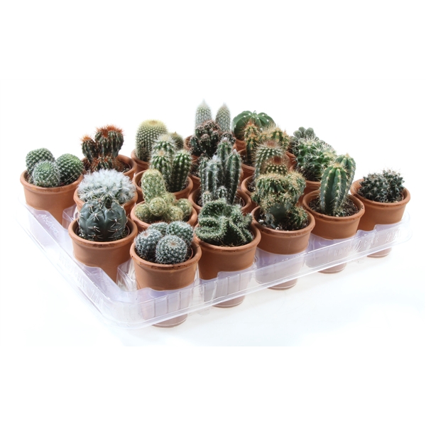 Cactus rozenpot