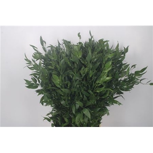 Ruscus It. Per Bunch 100 Gram