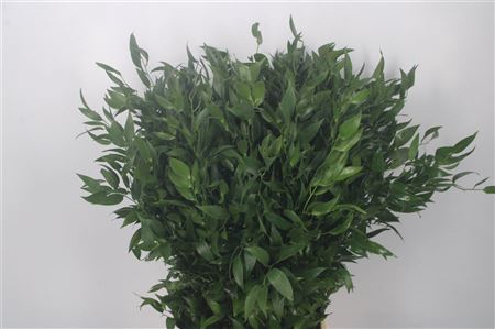 <h4>Ruscus It. Per Bunch 100 Gram</h4>