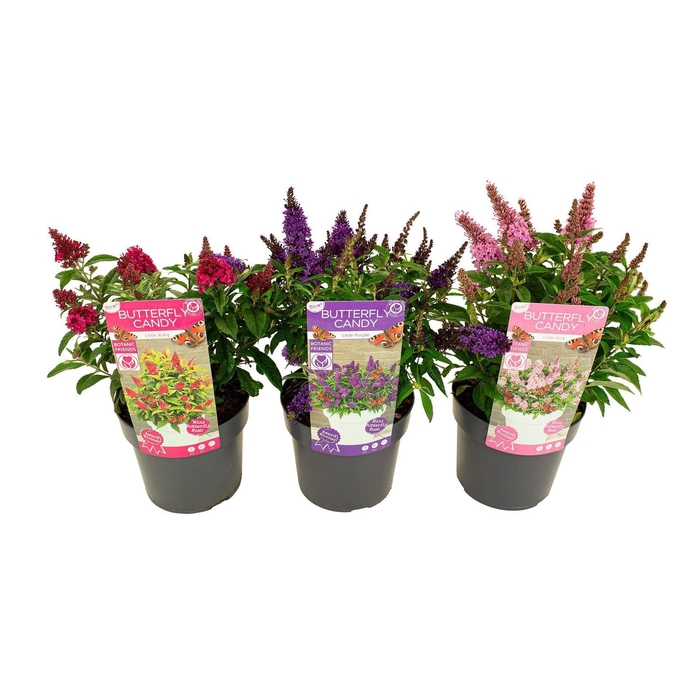 Buddleja Butterfly Candy Gemengd