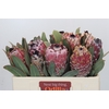 Protea Barbigera