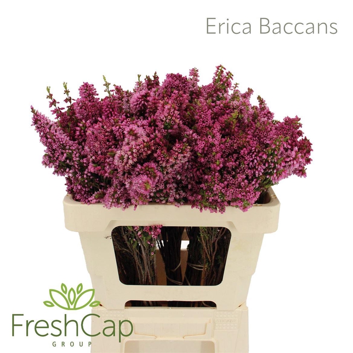 <h4>Erica Baccans</h4>