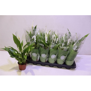 arr8 Spath Pearl Cupido