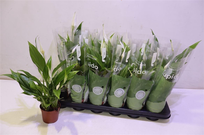 <h4>arr8 Spath Pearl Cupido</h4>