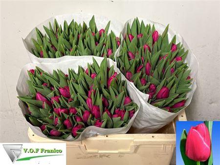 <h4>Tu En Pink Ardour</h4>