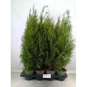 Thuja occid. 'Smaragd'