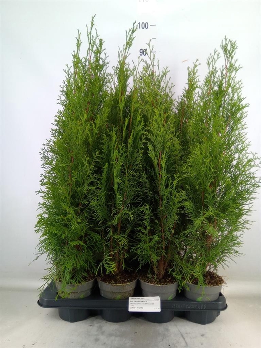 <h4>Thuja occid. 'Smaragd'</h4>