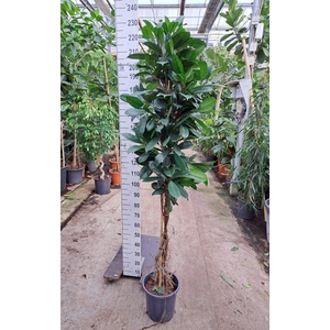 Ficus cyathistipula