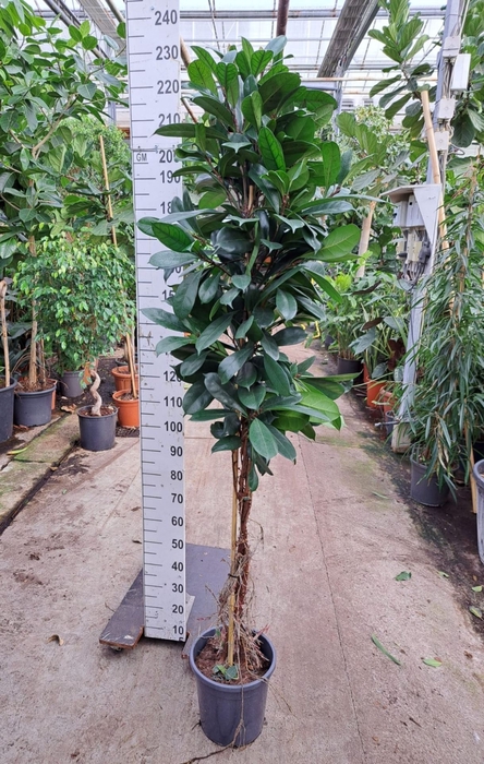 <h4>Ficus cyathistipula</h4>