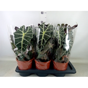 Alocasia amazonica 'Polly'