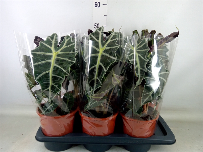 <h4>Alocasia amazonica 'Polly'</h4>