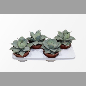AGAVE OV
