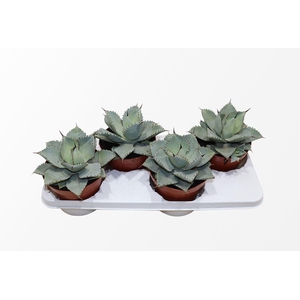 AGAVE OV