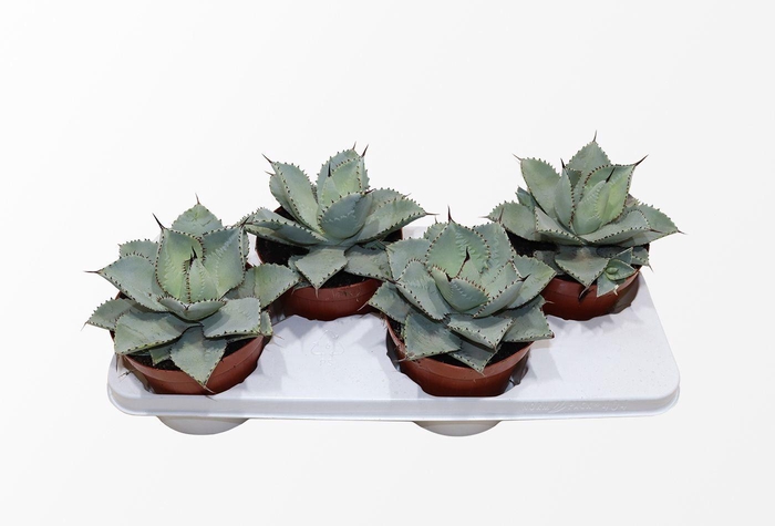 <h4>AGAVE OV</h4>