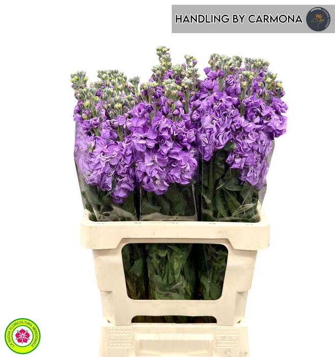 <h4>MATTH IRON BLUE</h4>