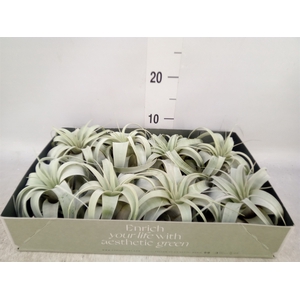 Tillandsia xerographica