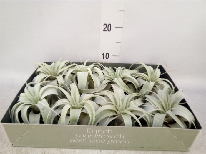 <h4>Tillandsia xerographica</h4>