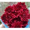 AA.Chr Lamira Red