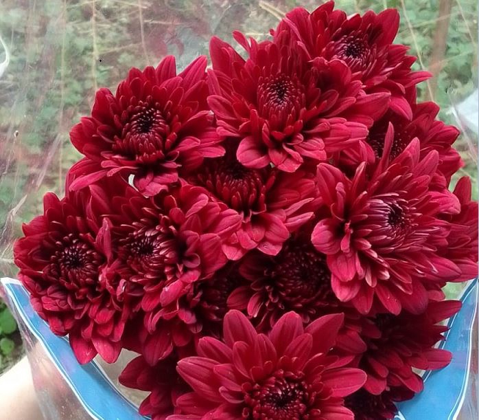 AA.Chr Lamira Red