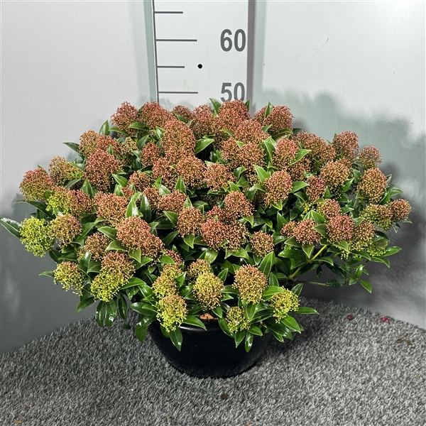 <h4>Skimmia japonica Godrie's Dwarf Marlot Schaal XL</h4>