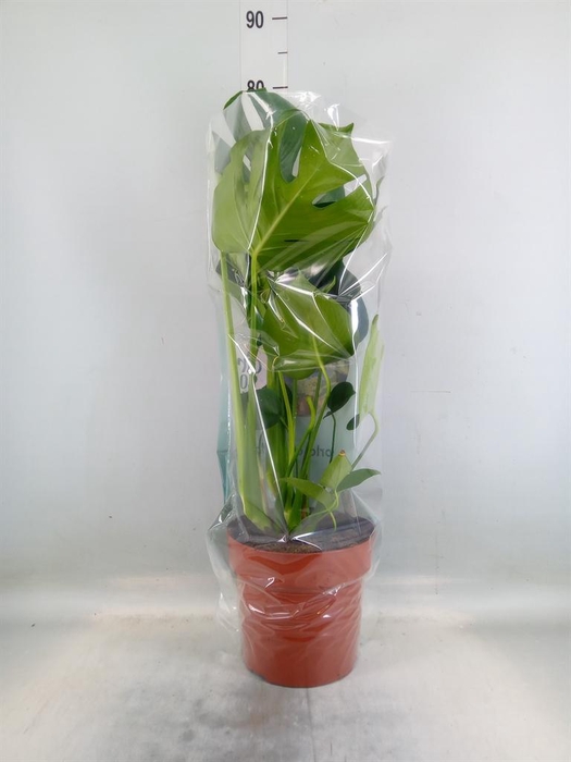 <h4>Monstera delic.</h4>