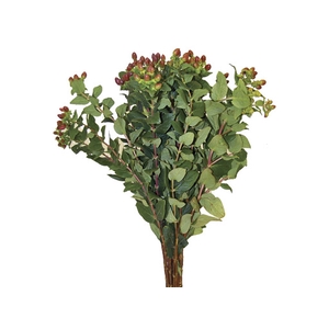 HYPERICUM CAFE 080 CM