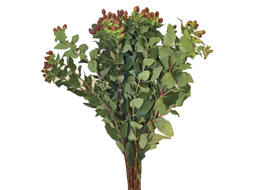 <h4>HYPERICUM CAFE 070 CM</h4>