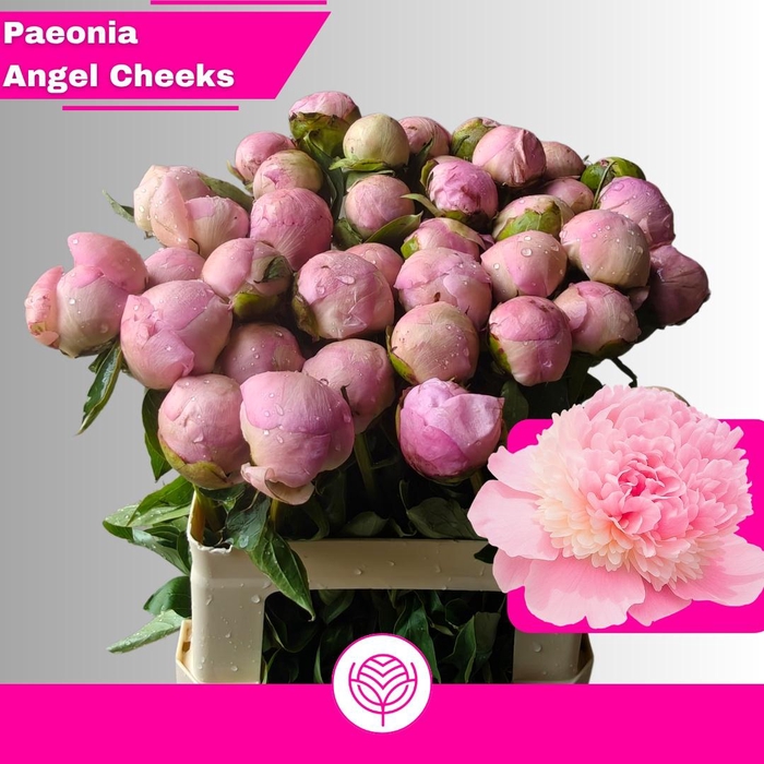<h4>PAEO L ANGEL CHEEKS</h4>