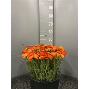 Ran Eleg Dark Orange