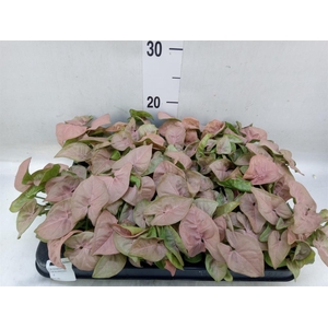 Syngonium  'Red Heart'