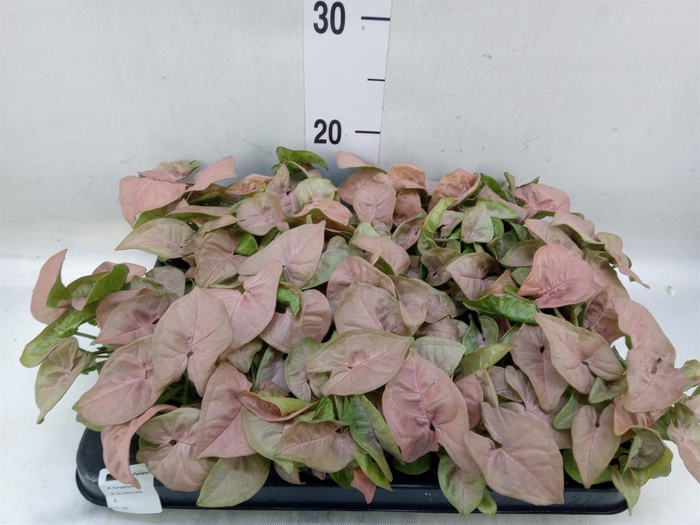 <h4>Syngonium  'Red Heart'</h4>