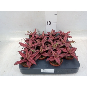 Cryptanthus bivittatus 'Red Star'