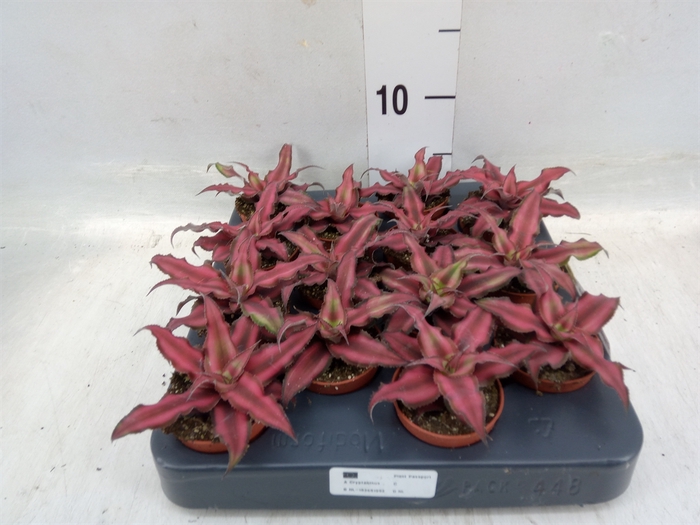 <h4>Cryptanthus bivittatus 'Red Star'</h4>