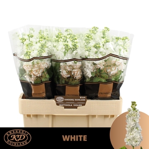 MATTH AIDA WHITE