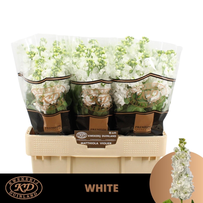 <h4>MATTH AIDA WHITE</h4>