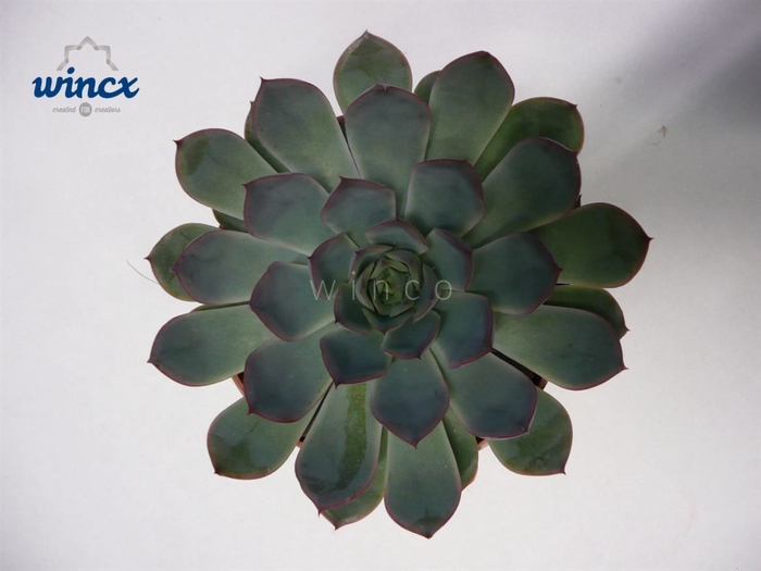 <h4>Echeveria Pulidonis Grey Cutflower Wincx-10cm</h4>