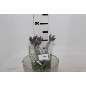 LAVANDULA CORTE