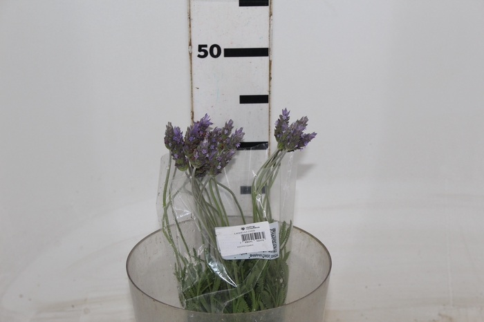 <h4>LAVANDULA CORTE</h4>