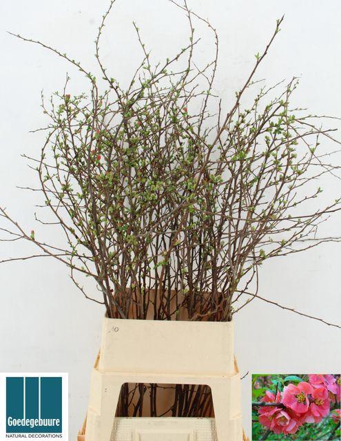 <h4>CHAENOMELES SUPERBA 115CM</h4>