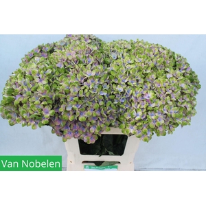 HORT MAGICAL CORAL