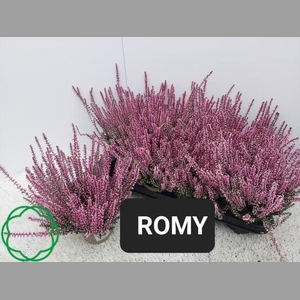 CALLU GA PINK