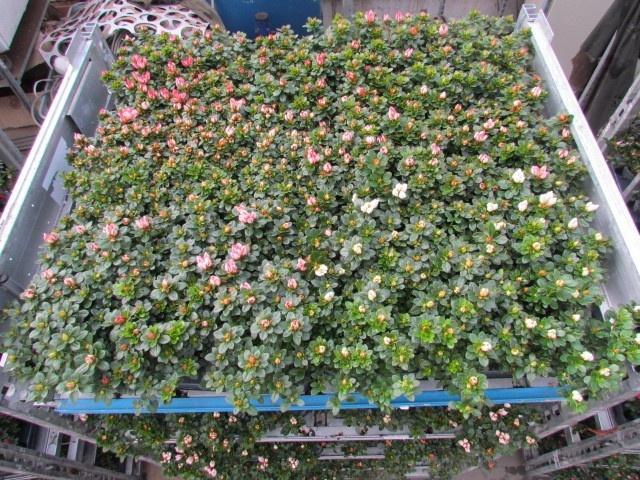 <h4>RHODO SI SACHS MIXK</h4>