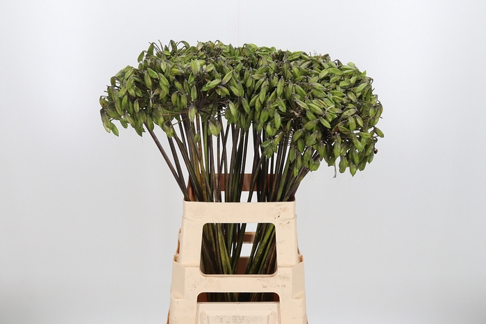 <h4>Agapanthus Overig</h4>