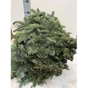 ABIES NOB BLAUW BS