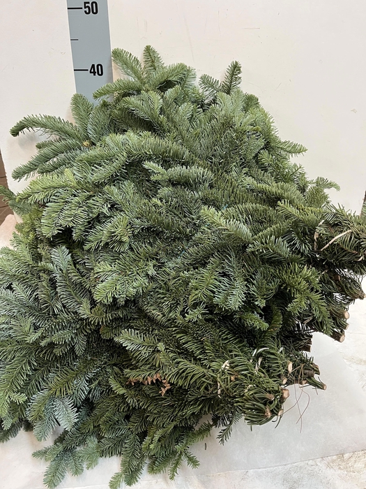 <h4>ABIES NOB BLAUW BS</h4>