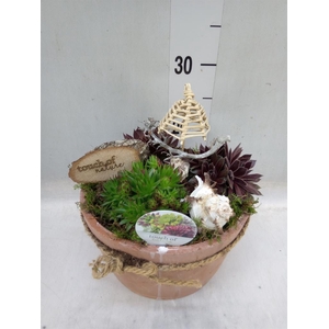 Arr.  Sempervivum L%