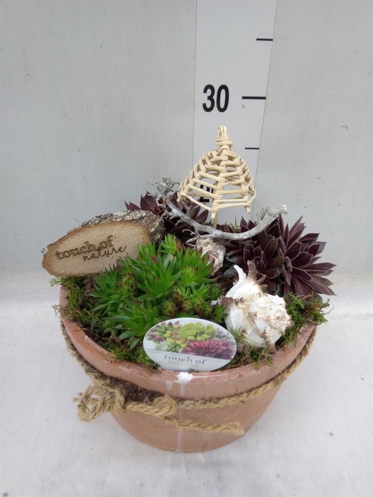 <h4>Arr. Sempervivum L%</h4>