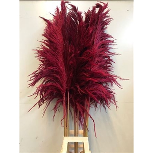 Cortaderia Red
